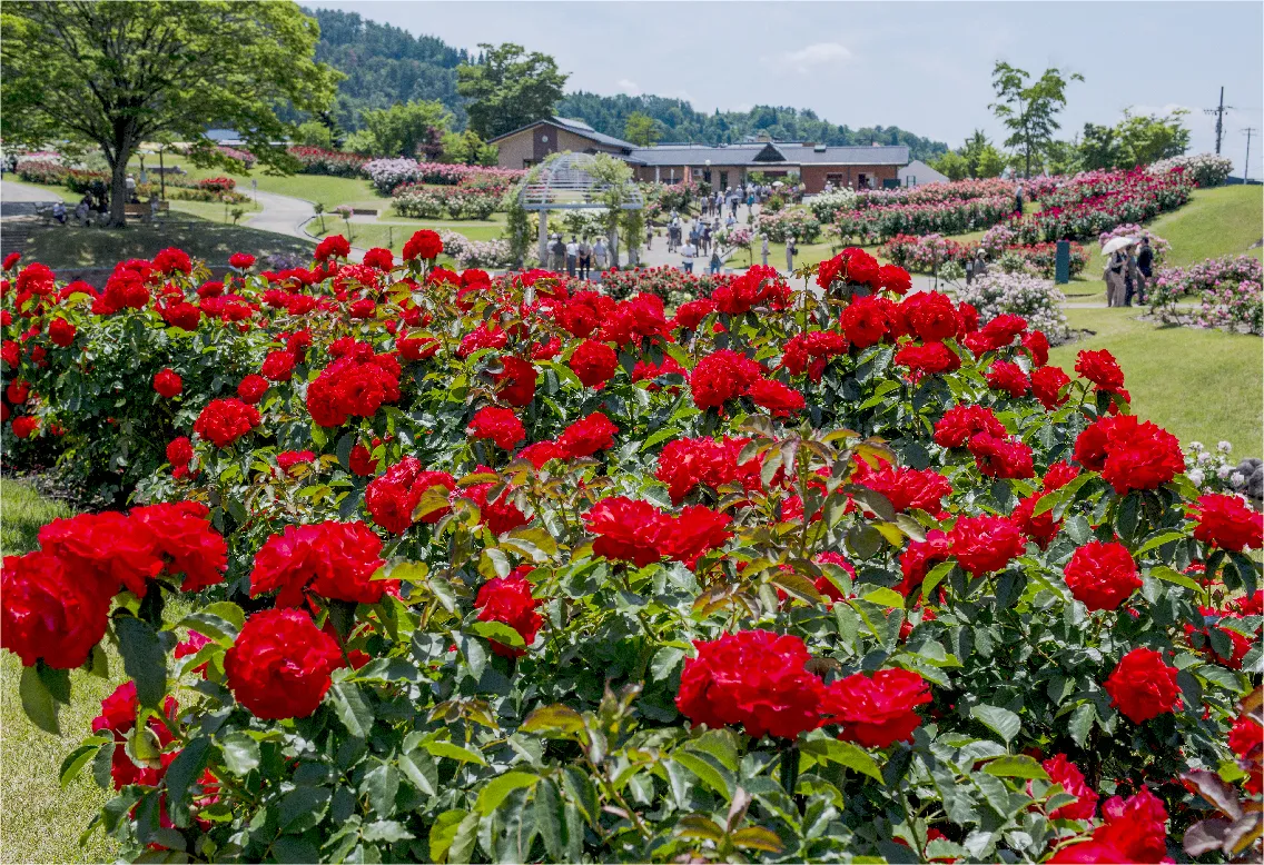 東沢バラ公園